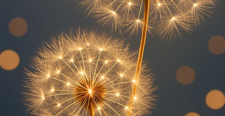 Goldene Pusteblumen im warmen Licht